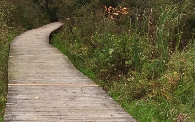 A wooden path through wild flowers